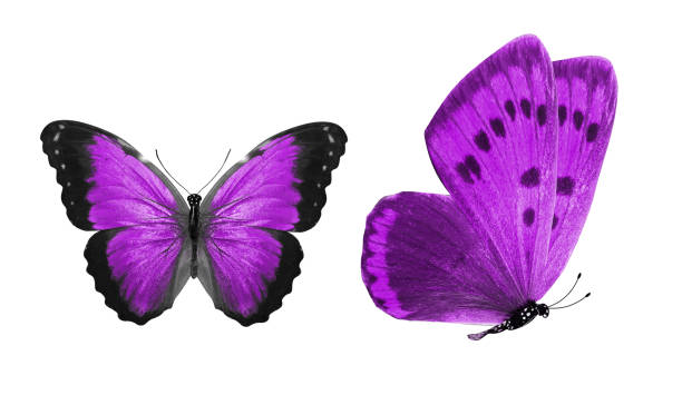 istock beautiful two purple butterflies isolated on white background 1154872902