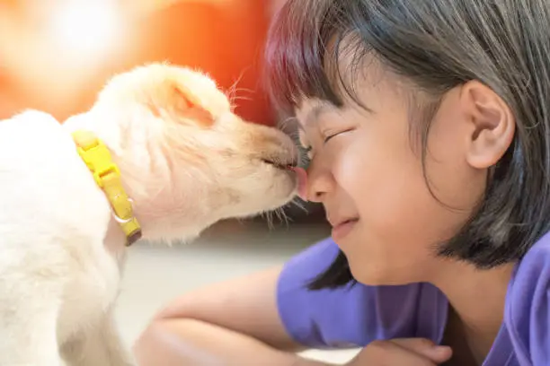 Photo of Asian kid girl playing with puppy in house. Small dog pet licking face of owner child