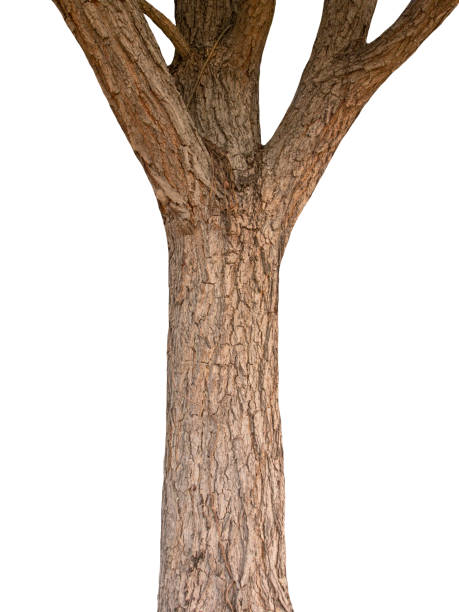 istock Trunk of a tree Isolated On White Background 1154873389