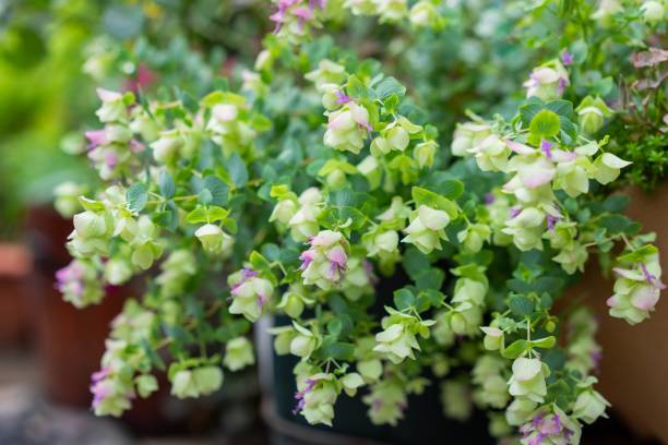 origanum ケント美しさ、観賞用オレガノ、冬の甘い - oregano ストックフォトと画��像