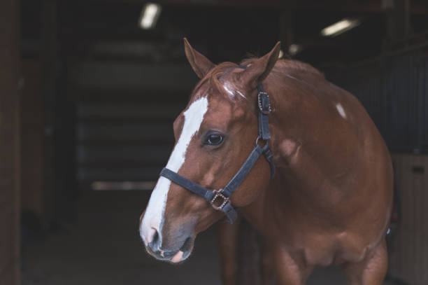 istock Portrait of a horse 1154873634
