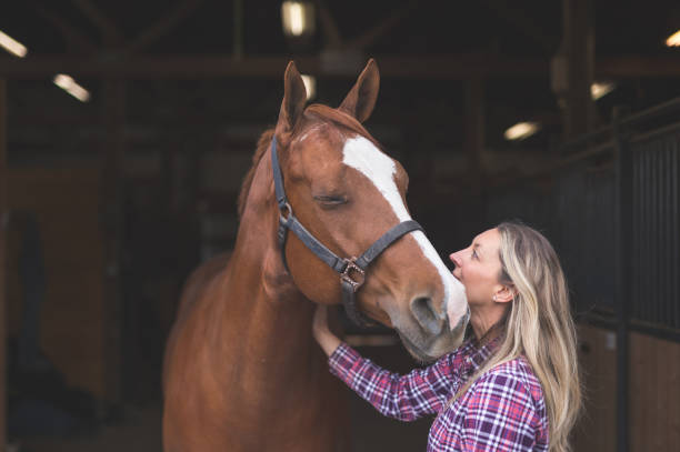 Woman standing with  her horse by the barn A magnificent horse stands in the barn, patiently waiting to go out. A woman is standing by him and affectionately resting her hand on him. corral photos stock pictures, royalty-free photos & images