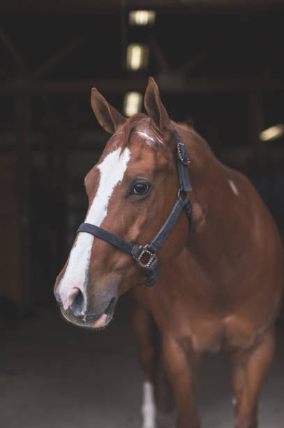istock Portrait of a horse 1154873638