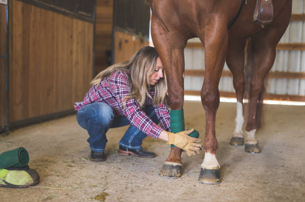 istock Woman wrapping her horse's leg 1154873647