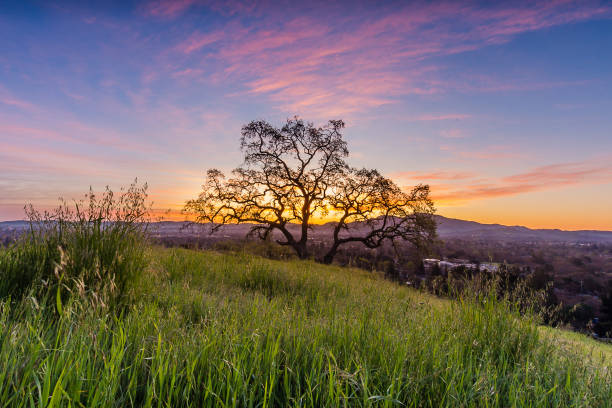 dinosaur hill park - mt diablo state park fotografías e imágenes de stock