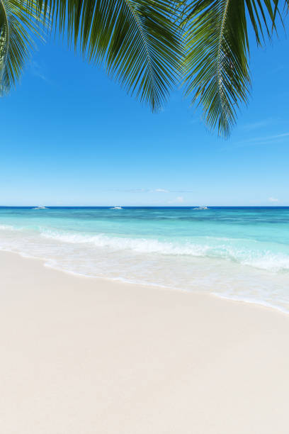 istock Tropical beach and palm leaves copy space scene 1154876221