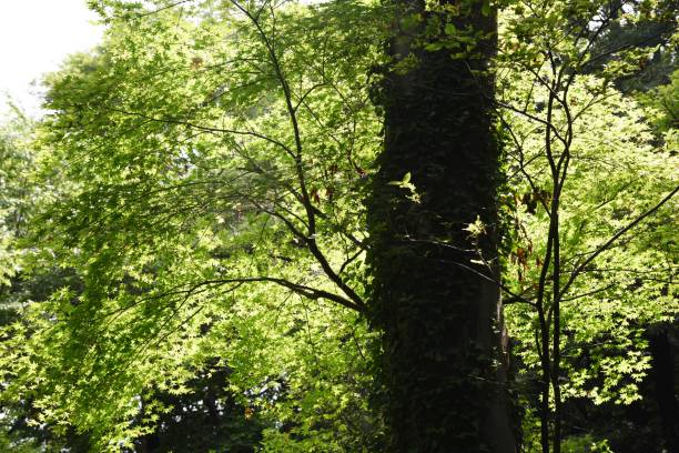 istock Fresh green of the forest 1154877304