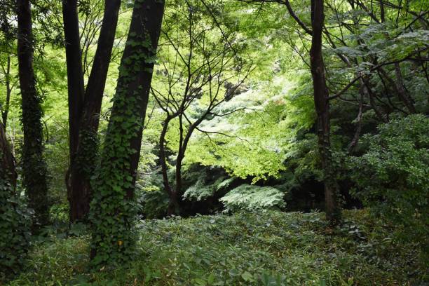 istock Fresh green of the forest 1154877311