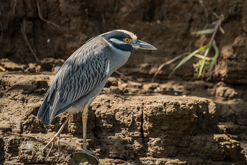 Name: Yellow-crowned night-heron, American night-heron, Squawk \nScientific name: Nyctanassa violacea\nCountry: Costa Rica\nLocation: Rio Tarcoles