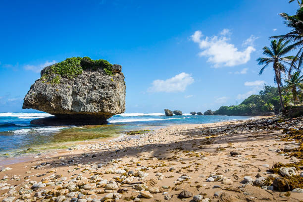 playa de bathsheba, barbados - barbados fotografías e imágenes de stock