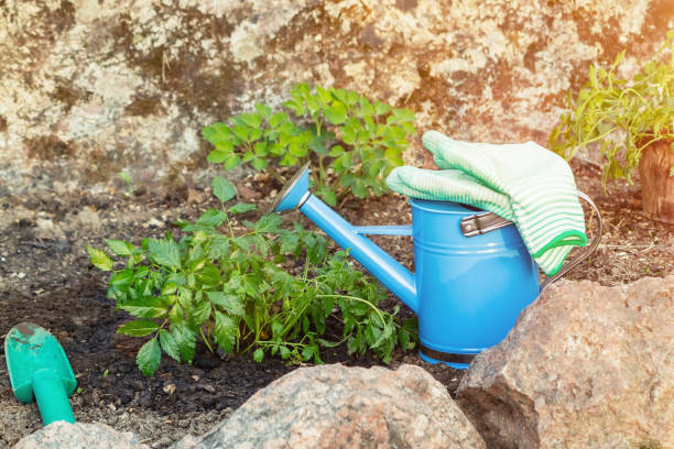 istock Planting plants Astilba on flower bed rockery - done 1154880259