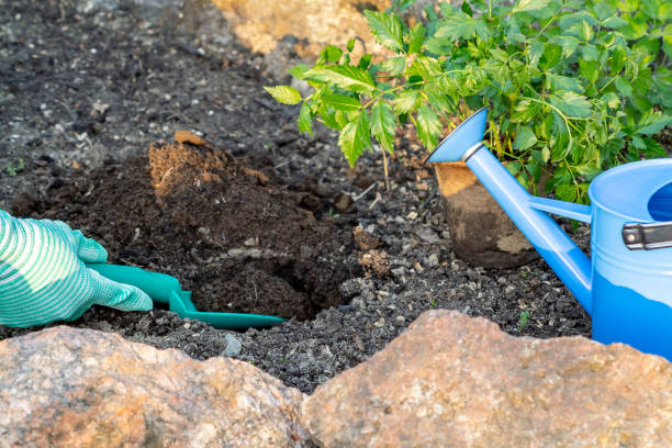 istock Planting plants Astilba on flower bed rockery - digging holes 1154880265