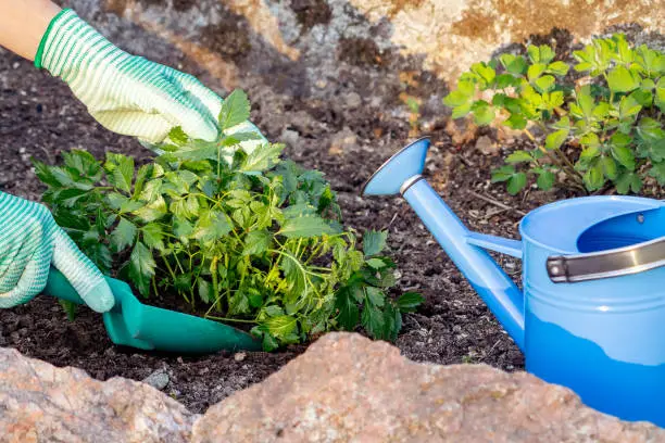 Planting plants Astilba on flower bed rockery.