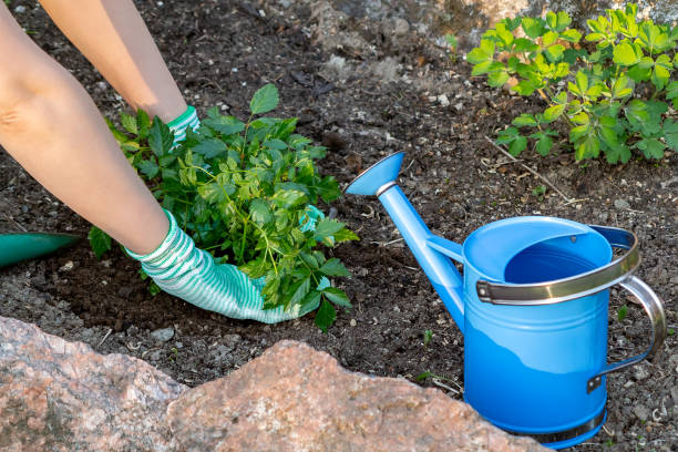 istock Planting plants Astilba on flower bed rockery 1154880278