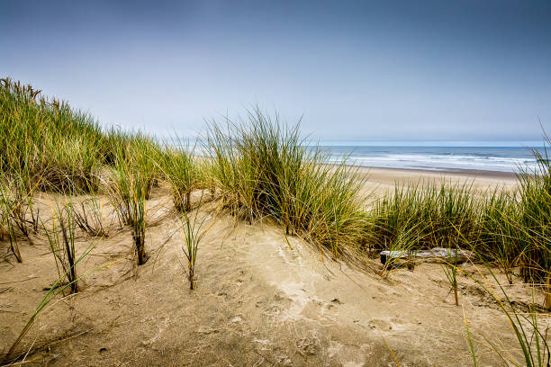 istock The Oregon Sand Dunes 1154881189