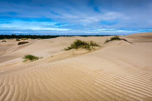 Miles of rippling sand dunes are scattered along the coast of Oregon and are a recreational haven for hikers, bike riders, and nature lovers.