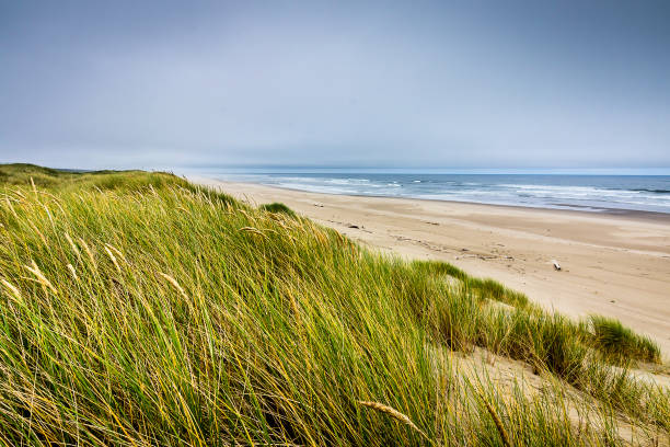 istock The Oregon Sand Dunes 1154881259