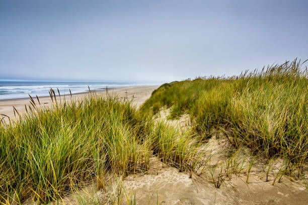 istock The Oregon Sand Dunes 1154881298