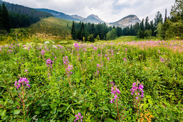 istock The National Parks of Canada 1154883298