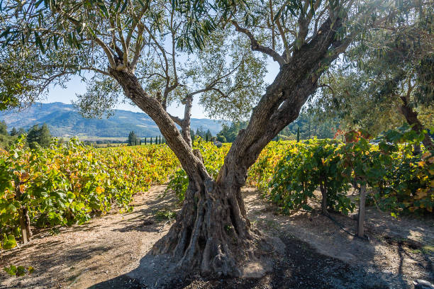 ナパバレー - vineyard panoramic napa valley california ストックフォトと画像