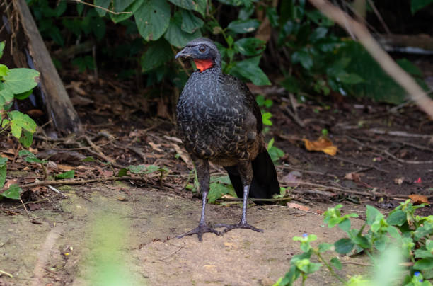 uccello della foresta tropicale - guan - urca rio de janeiro rainforest brazil foto e immagini stock