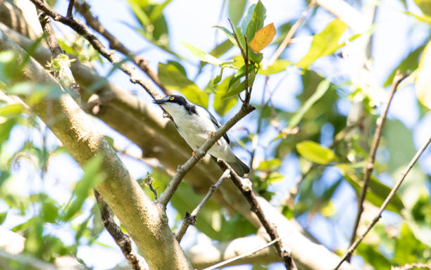 piccolo uccello bianco arroccato - urca rio de janeiro rainforest brazil foto e immagini stock