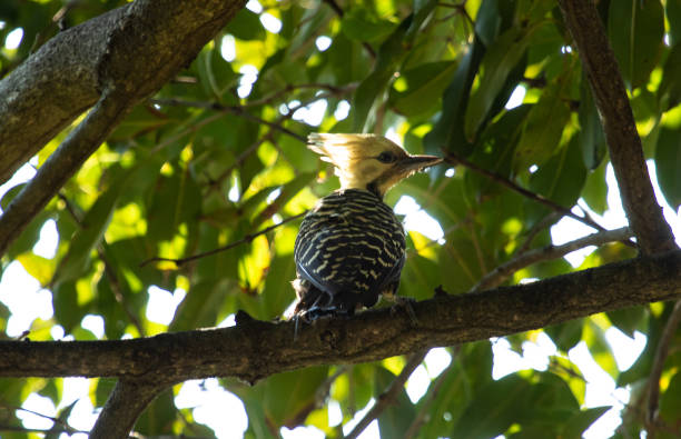 picchio con testa gialla - urca rio de janeiro rainforest brazil foto e immagini stock