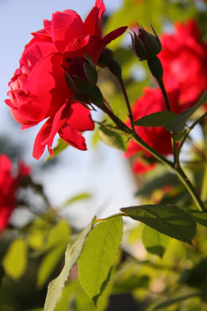 istock red rose with green leaves on a sky background 1154887521