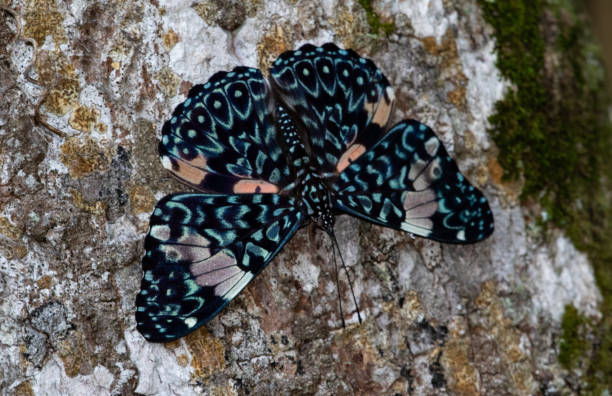 farfalla esotica - urca rio de janeiro rainforest brazil foto e immagini stock