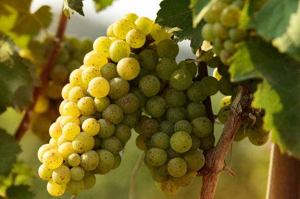 istock Vine and bunch of white grapes 1154887639