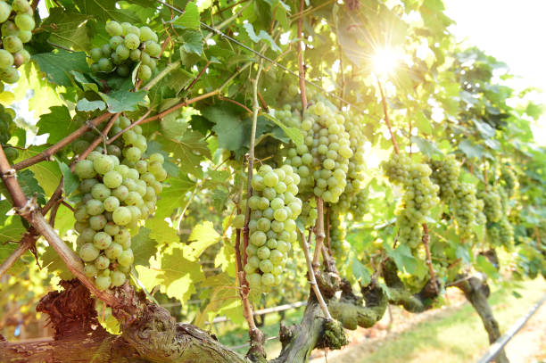 istock Vine and bunch of white grapes 1154887640