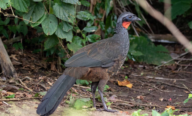 uccello tropicale - urca rio de janeiro rainforest brazil foto e immagini stock