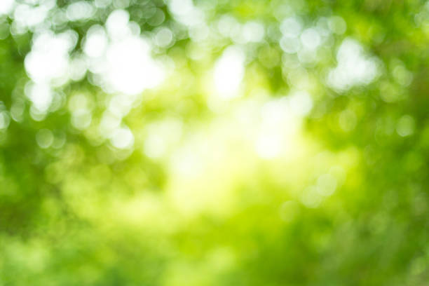 istock Blurred of Green natural background 1154889011