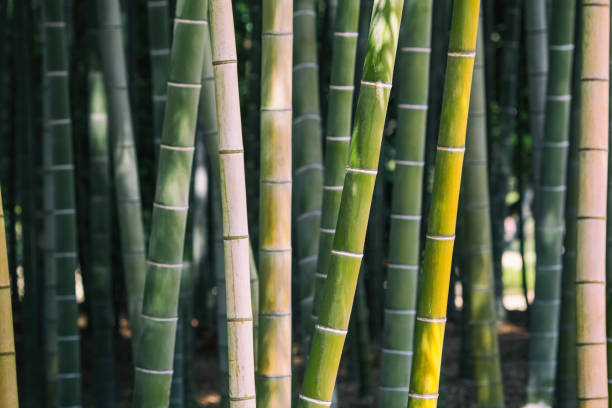im bambuswald - bamboo grove stock-fotos und bilder