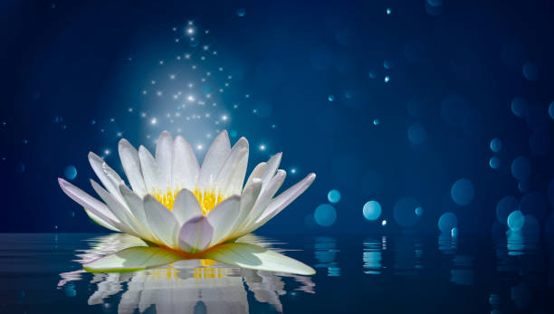 istock lotus white light purple floating light sparkle background 1154890537