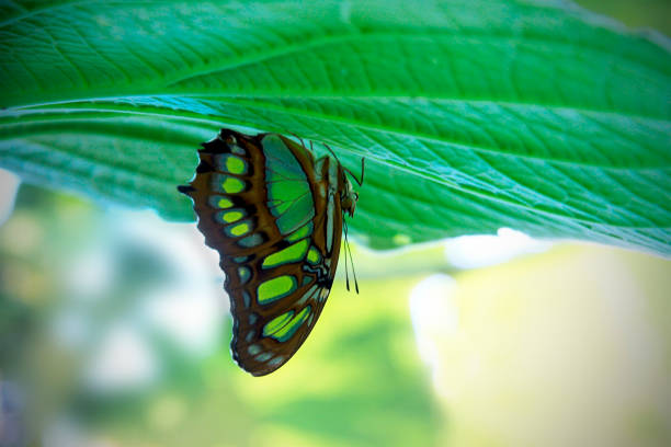 Beautiful green camouflage or malachite butterfly ( Siproeta stelenes). Lepidopterology