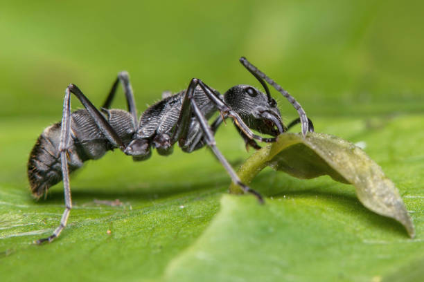 istock Black ant on the leaf looking for food 1154893419