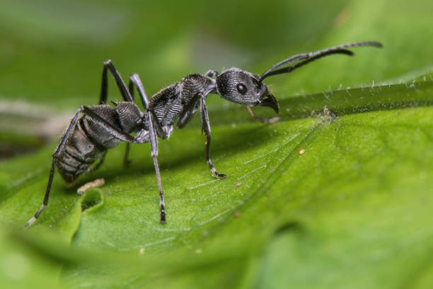 istock Black ant on the leaf looking for food 1154893431