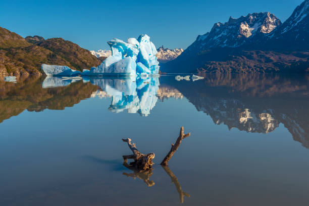 A dead branch and giant iceberg reflection in Lago Grey (Grey Lake) near the Grey Glacier, Torres del Paine national park, Puerto Natales, Patagonia, Chile.