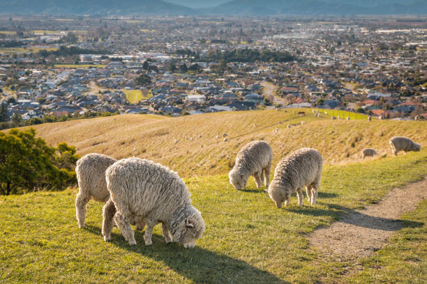 gregge di pecore merino al pascolo sulle colline wither sopra la città di blenheim - blenheim foto e immagini stock