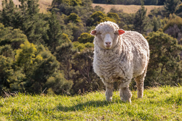 istock curious merino sheep standing on grass with blurred background 1154894665
