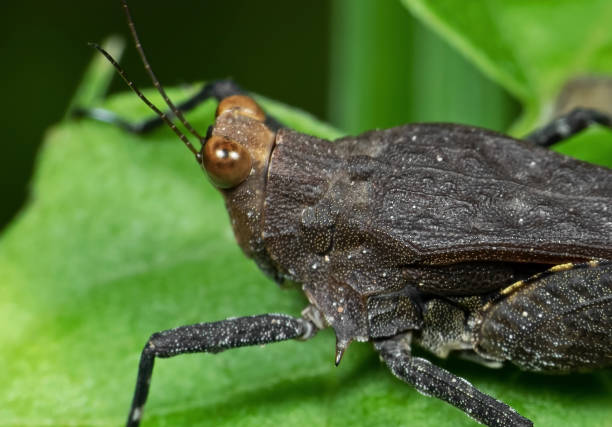 istock Macro Photo of Grasshopper on Green Leaf 1154894772