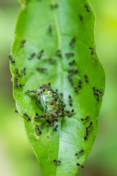 istock Ants on the leaf looking for food 1154894848