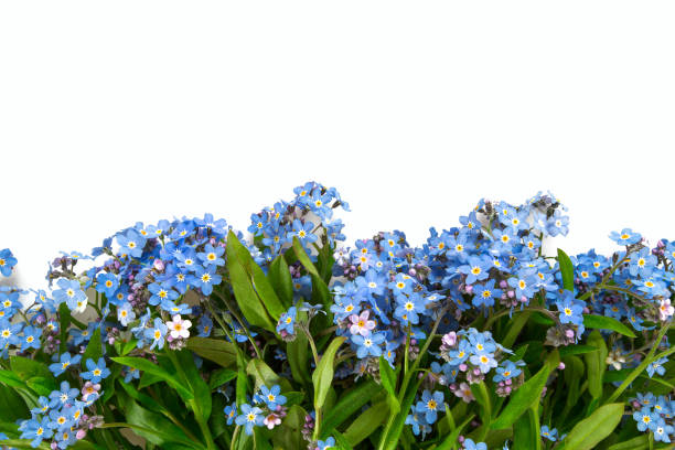 istock forget-me-not flower isolated on white 1154896869