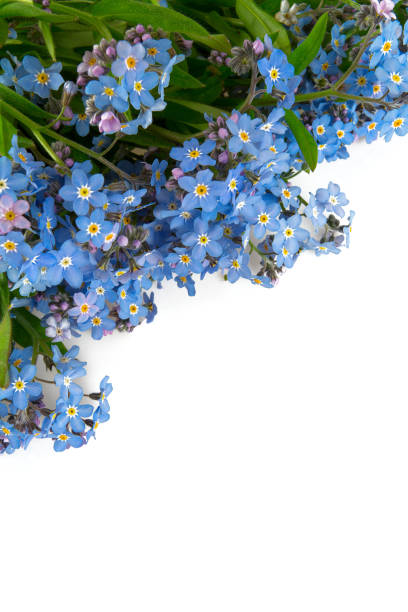 istock forget-me-not flower isolated on white 1154896925