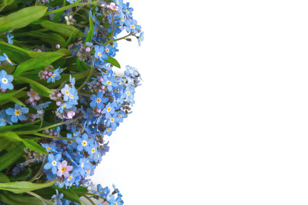 istock forget-me-not flower isolated on white 1154896976