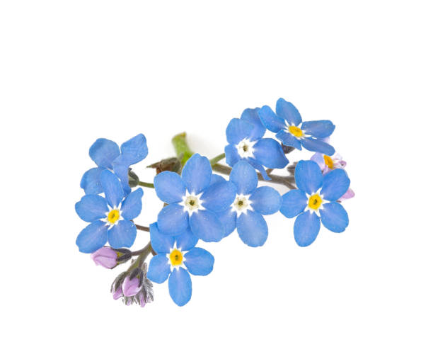 istock forget-me-not flower isolated on white 1154897020