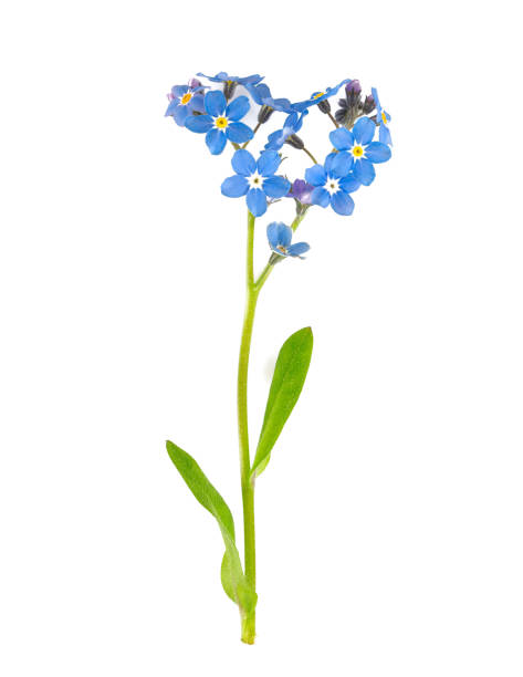 istock forget-me-not flower isolated on white 1154897038