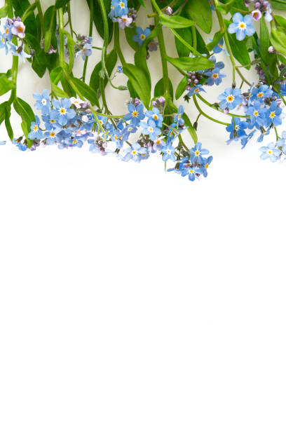 istock forget-me-not flower isolated on white 1154897208