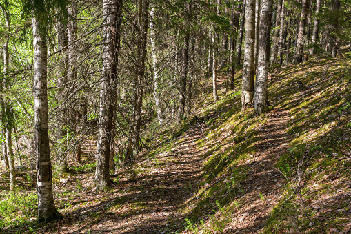 Forest path along the slope on a sunny day In Karelia